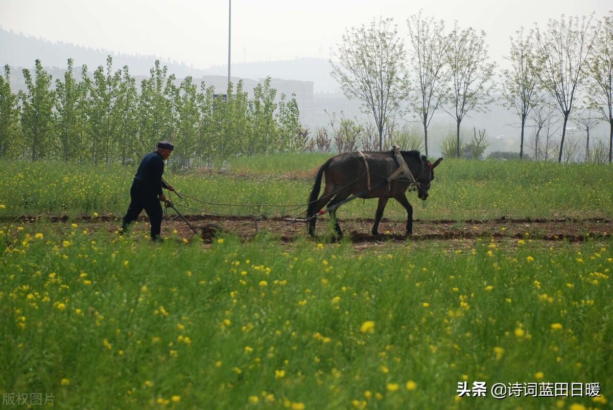 《诗经·邶风•式微》译文欣赏